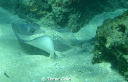 Medium Ray spotted snorkeling the rocks at Boynton Beach,... by Teena Cole 